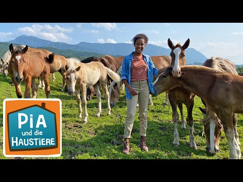 Ein Tag auf dem Pferdegestüt | Information für Kinder | Pia und die Haustiere | Spezial