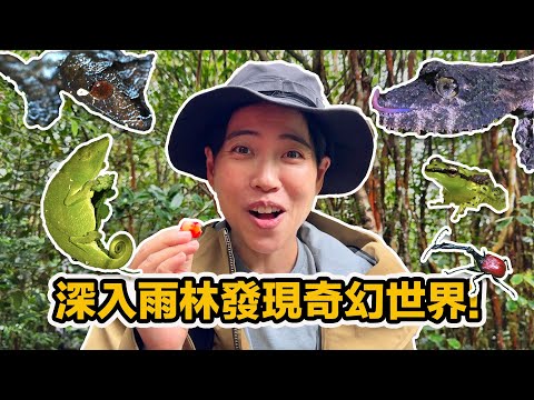 馬達加斯加打破你的所有以為~不可能找到這麼多吧?野生葉尾守宮 擾西的各種夢想物種!