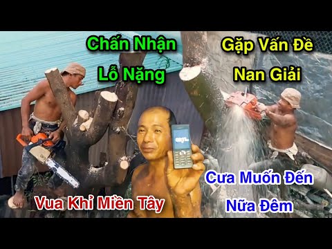 Homeowner Deeply Shocked as Monkey King's Efforts to Cut Down the Tamarind Tree Beside His House ...