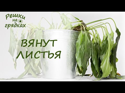Завял спатифиллум Как реанимировать комнатное растение?