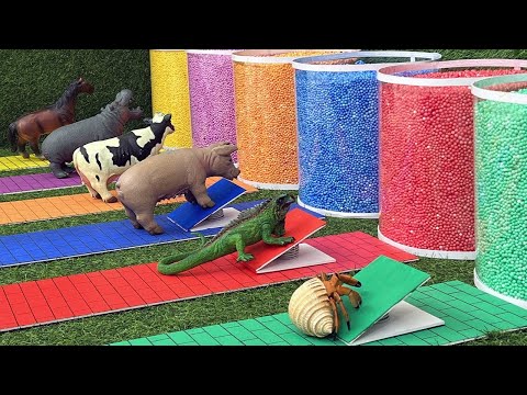 Aprende el Nombre y el Sonido de los Animales   Cangrejo, Iguana, Cerdo, Vaca, Hipopótamo, Caballo