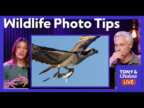 Wildlife Photo Tips, editing, & Gear: Tony & Chelsea LIVE Photo Review