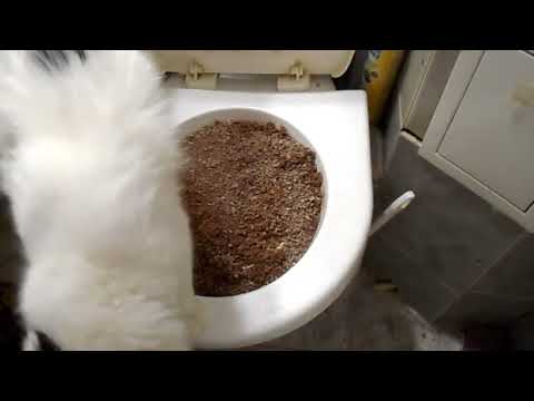 Как приручить кота к унитазу