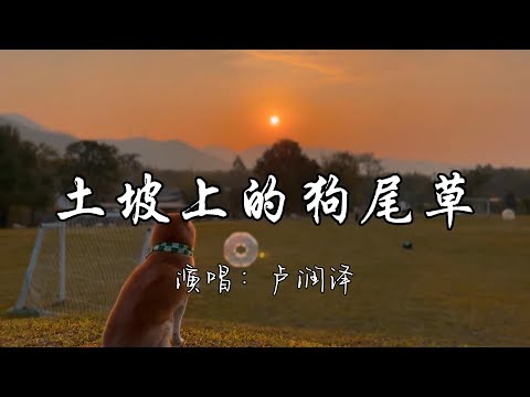 卢润泽 - 土坡上的狗尾草『土坡上狗尾巴草摇啊 摇得人眼泪掉，唱首狗儿的歌谣 我的小黄你却已听不到。』『动态歌词MV』