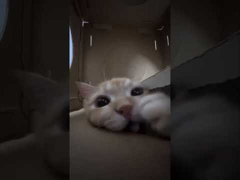 Засмеялся — проиграл 😅 Лучшие смешные видео с кошками и собаками 😹🐶 #11