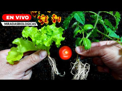 🔴BIO - Consejos para tu HUERTA - Primavera Verano 2024