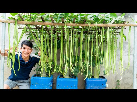 How To Grow Long Beans In Plastic Containers – Easy, High Yield Gardening Hack!