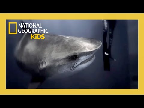 World's Biggest Tiger Shark Full Episode | @natgeokids