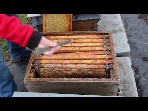 Master beekeeper Binder and Eberhard: Part 1 - Wind, Hofmann frames, dead colony, what to do with...