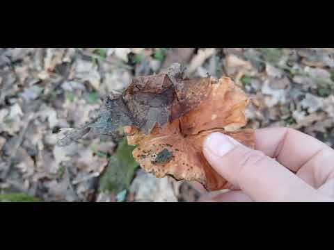 Грудень у заплавному лісі. Останні осінні опеньки, зимові опеньки (фламуліна), іудино вухо, ексидія