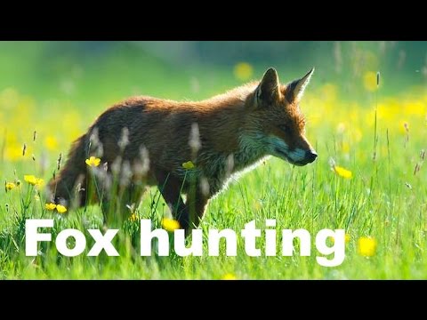 Clever Wild Fox hunting in a meadow