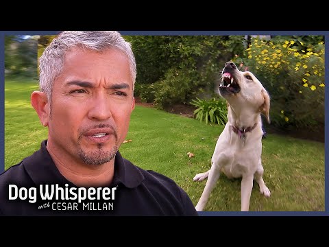 Cesar Millan Bitten By Aggressive Labrador | Full Episode S9 EP12 | Dog Whisperer