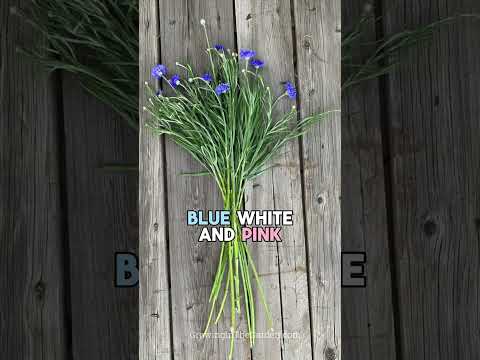 The Easiest Cool-Season Flower to Grow From Seed