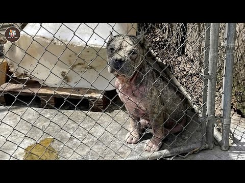 Left behind for his looks, pittie cried as someone fought for his justice