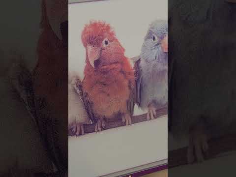 This color e-ink screen is so....  #arduino #raspberrypi