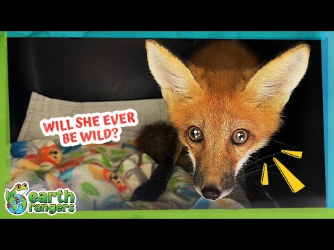 Watch This Baby Fox Grow Big and Turn Red! | Earth Rangers