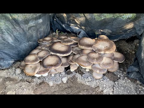 COLTIVARE I FUNGHI tutorial per la costruzione di una mini serra fungaia per i cardoncelli