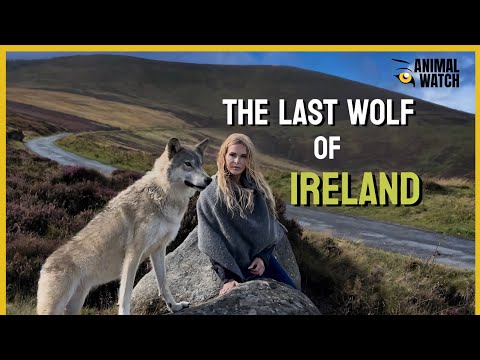 THE LAST WOLF OF IRELAND