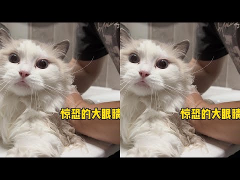 《2024秋季洗猫第四弹》喊得我脑子嗡嗡的