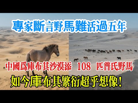 專家斷言存活超不過 10%，這 108 匹野馬卻在沙漠繁衍出第三代？