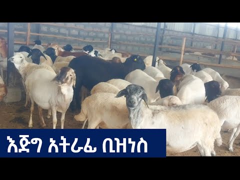 በጎች እጅግ አትራፊ ናቸው | በበግ እርባታ የከሰረ የለም | በበግ ልማት ሚሊየነር መሆን ይቻላል | #sheep #sheepfarm #dairy #sheepdairy