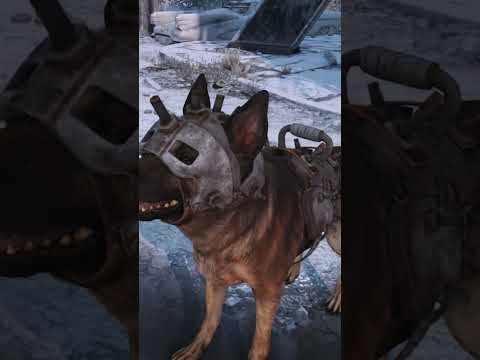 Has Dogmeat Been A Good Boy This Year? #fallout #fallout4hype #christmas #holiday