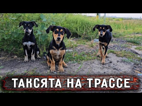 Обнаружила истощенного щенка на обочине, оказалось их там трое. Поймать оказалось не так просто.