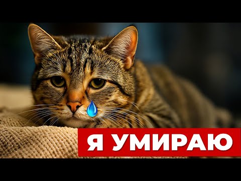 5 ТИХИХ СИГНАЛОВ, ЧТО КОШКА ПРОЩАЕТСЯ С ВАМИ НАВСЕГДА