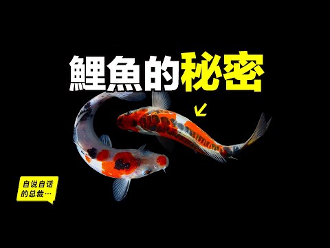 Carp:Too Many in USA, Getting Eaten in China,Our Ancestors Changed Them 1,000 Years Ago...