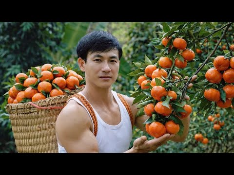 CEO Trieu Dan's journey to harvest rare fruit at an altitude of 1000m.