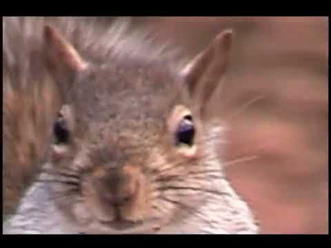 Creature Feature (Sony DCR-TRV310)