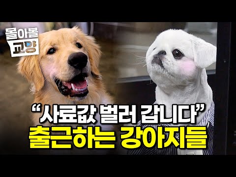 월급은 간식으로 주세요🐶 열심히 일하는 보호자 따라 함께 출근하는 기특한(?) 강아지들 몰아보기｜세상에 나쁜 개는 없다｜#몰아볼교양