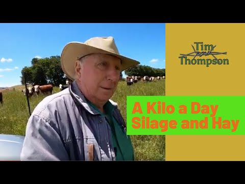 A Kilo a Day Feeding Cattle Hay and Silage