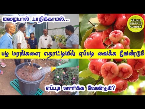 Fruits tree planting Demo🌳 மாடியில் பழ மரங்கள்🌳10 ஆண்டுகள் ஆனாலம் ஒன்றும் ஆகாது Plan இப்படி பண்ணுங்க