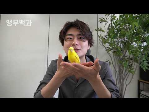 사랑앵무(잉꼬)간략탐구｜앵토피아