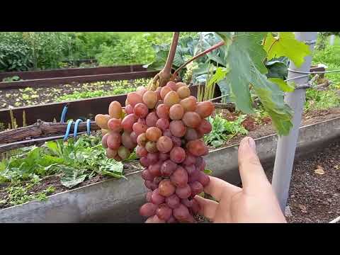 вызревание винограда в сибири