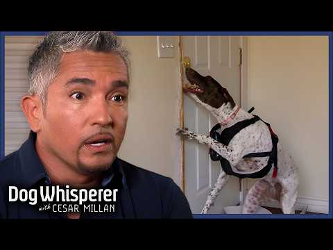 Dog’s Separation Anxiety Is Breaking Her Owners' Heart! | Dog Whisperer With Cesar Millan