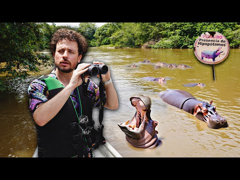 Buscando la plaga de hipopótamos de Escobar en Colombia | ¿Es real? ⚠️🦛🇨🇴