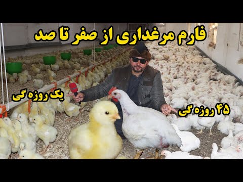 گزارش نظری،آموزش فارم مرغداری از صفر تا صد،برای سرمایه گذاری چه چیز ها را مراعت کرد؟تجربه و نتیجه
