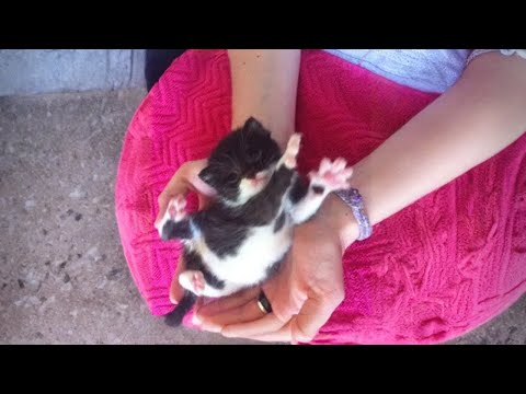 When I Have a Best Friend Called Kitten 🥰 Cat and Human Moments