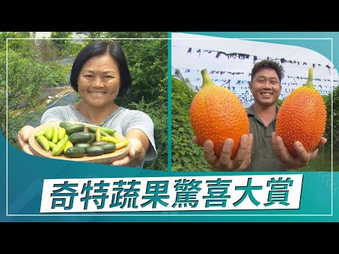 草地狀元-奇特蔬果驚喜大賞(2022.09.26播出)