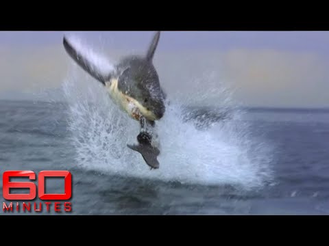 Testing the Shark Shield for the very first time | 60 Minutes Australia