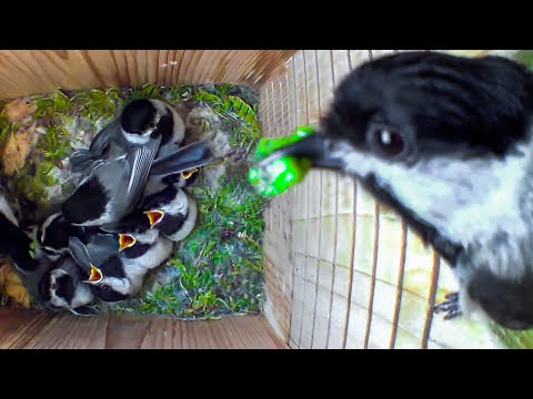 How These Tiny Birds Raise So Many Babies | Nest Box Cam Full Story of Chickadee Family