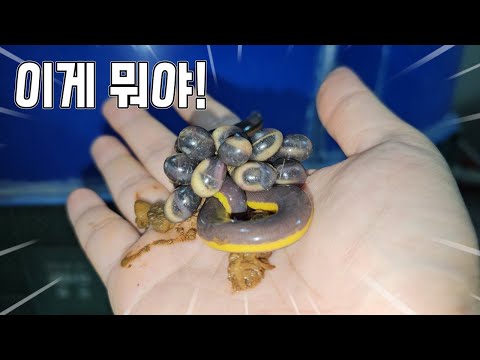 이게 뭐야! 국내최초로 99.9%가 못 맞추는 특이한게 번식되었습니다...ㄷㄷ