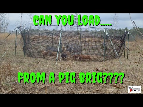Pig Brig Catch And Load : We Were Surprised!!!