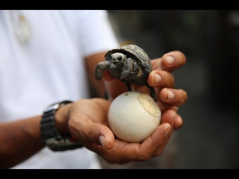 Mating Giant Tortoises & 25 Day Old Baby! Galapagos Islands Cruise Day 4