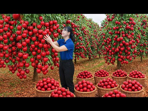 Harvesting Tropical Cherry & Go To Market Sell | The Most Sought After Fruit at the Market Right Now