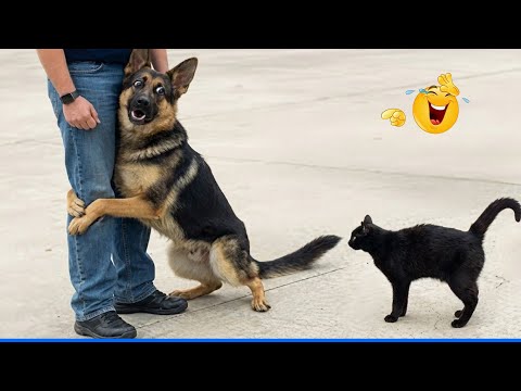 Best Of The Funny Animal Videos 😹🐶 Funniest Dog Moments Ever Recorded 🤣