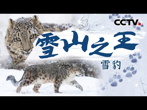 与豹同行！走进隐居高原的“雪山之王”：雪豹 沉浸式感受狂野的生命张力【CCTV纪录】
