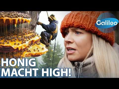 Dangerous Food: Toadstool and Mad Honey (with Caramella)